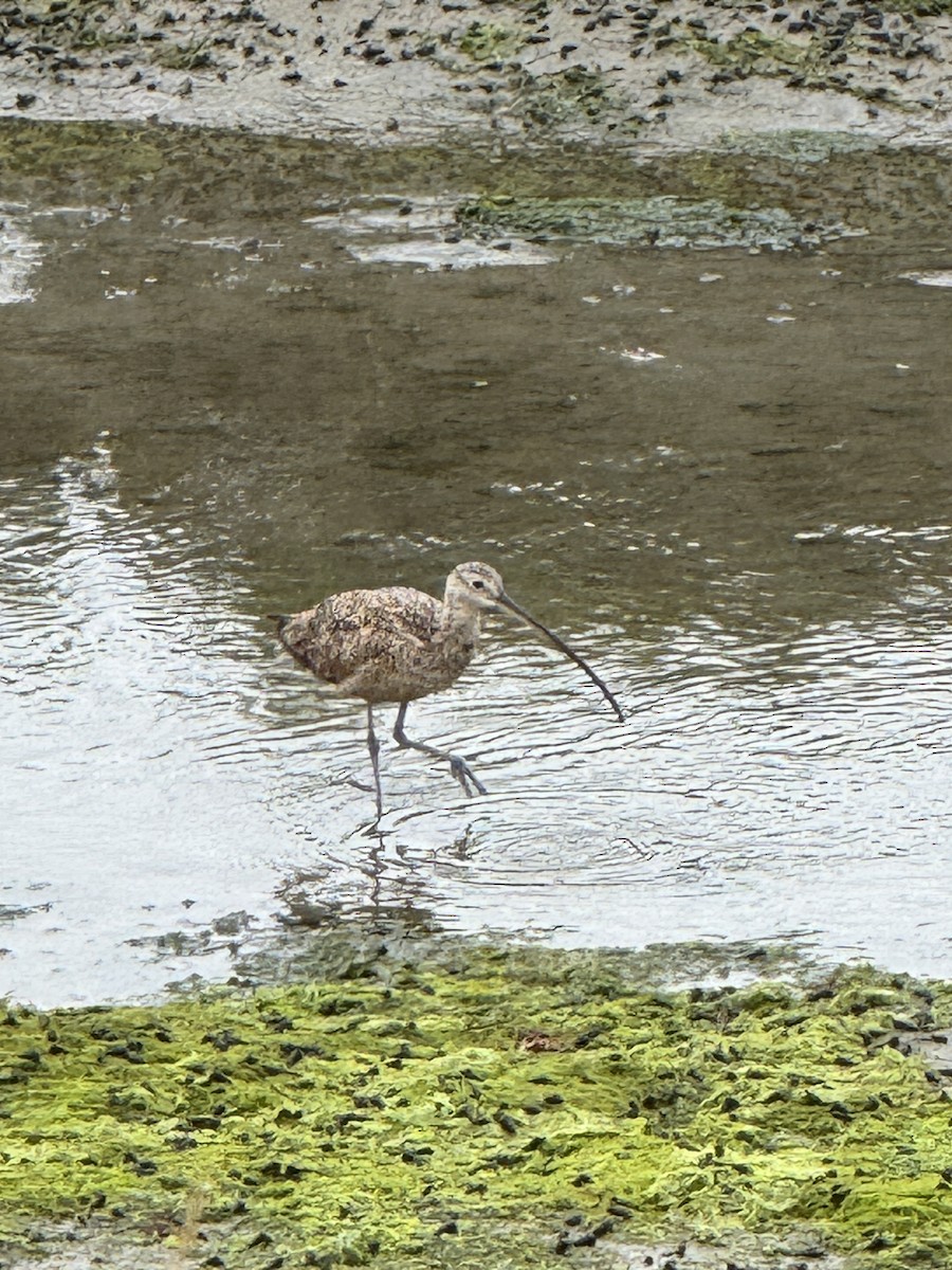 Long-billed Curlew - ML639082223