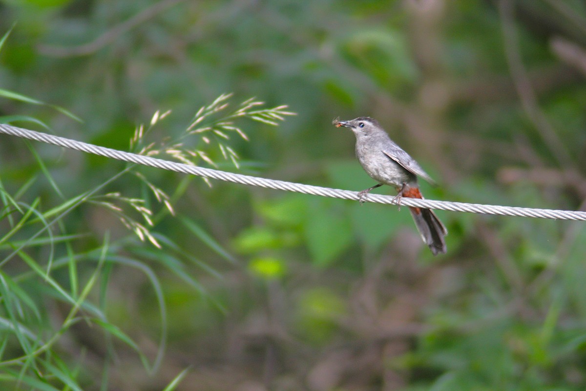 Gray Catbird - ML639082226
