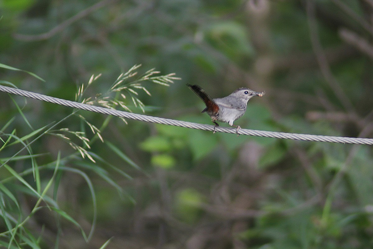 Gray Catbird - ML639082227