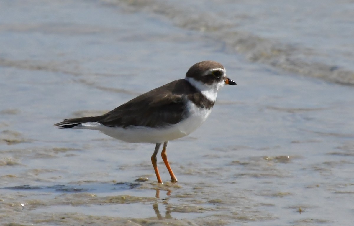 Semipalmated Plover - ML639082228