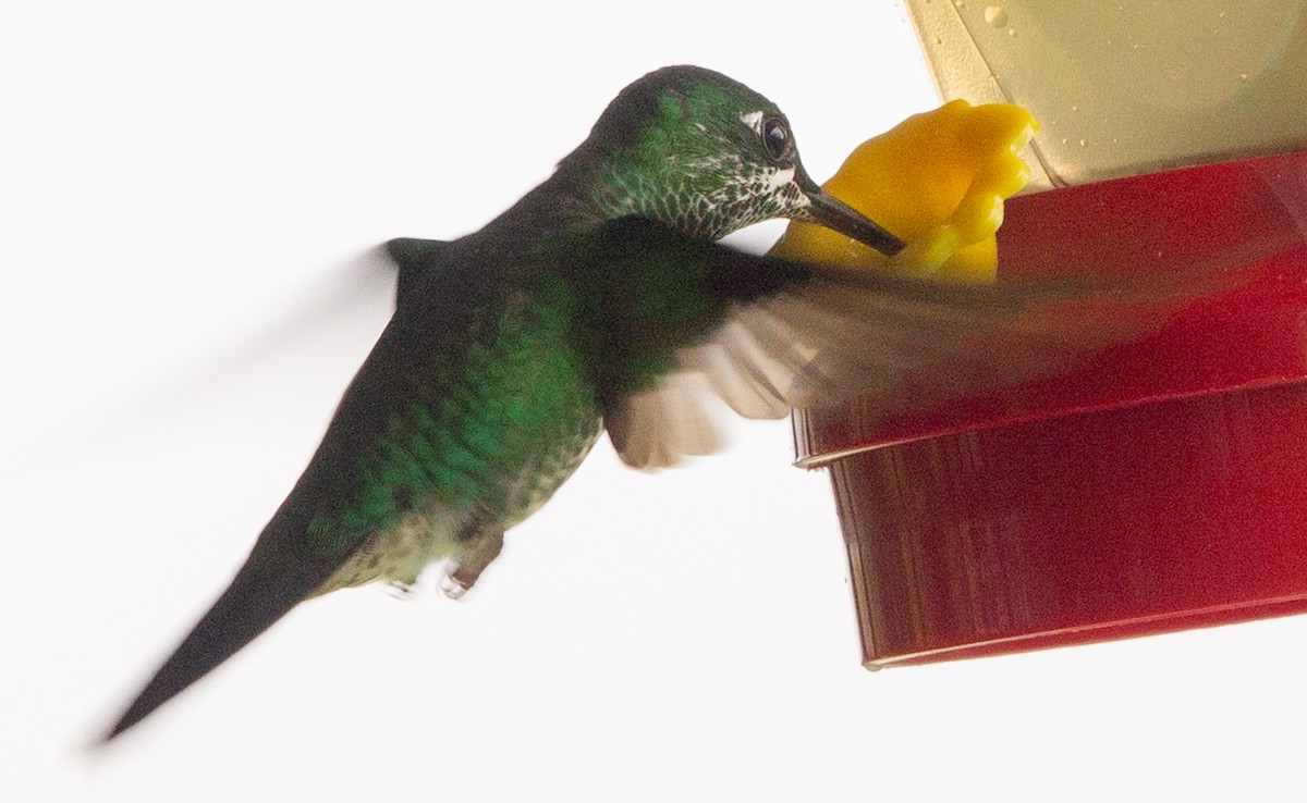 Green-crowned Brilliant - ML639082229