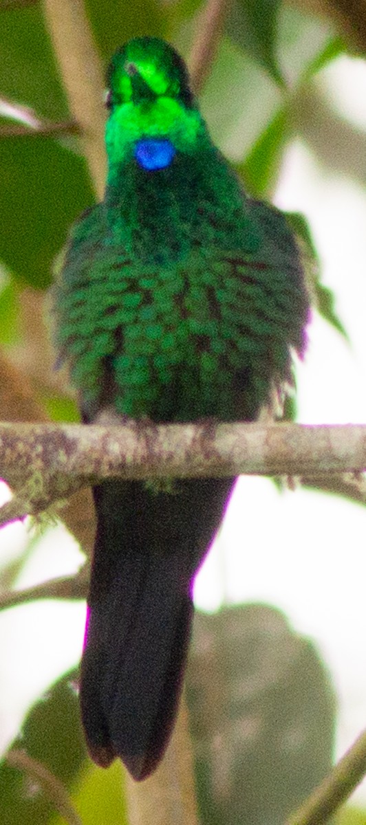 Green-crowned Brilliant - ML639082230