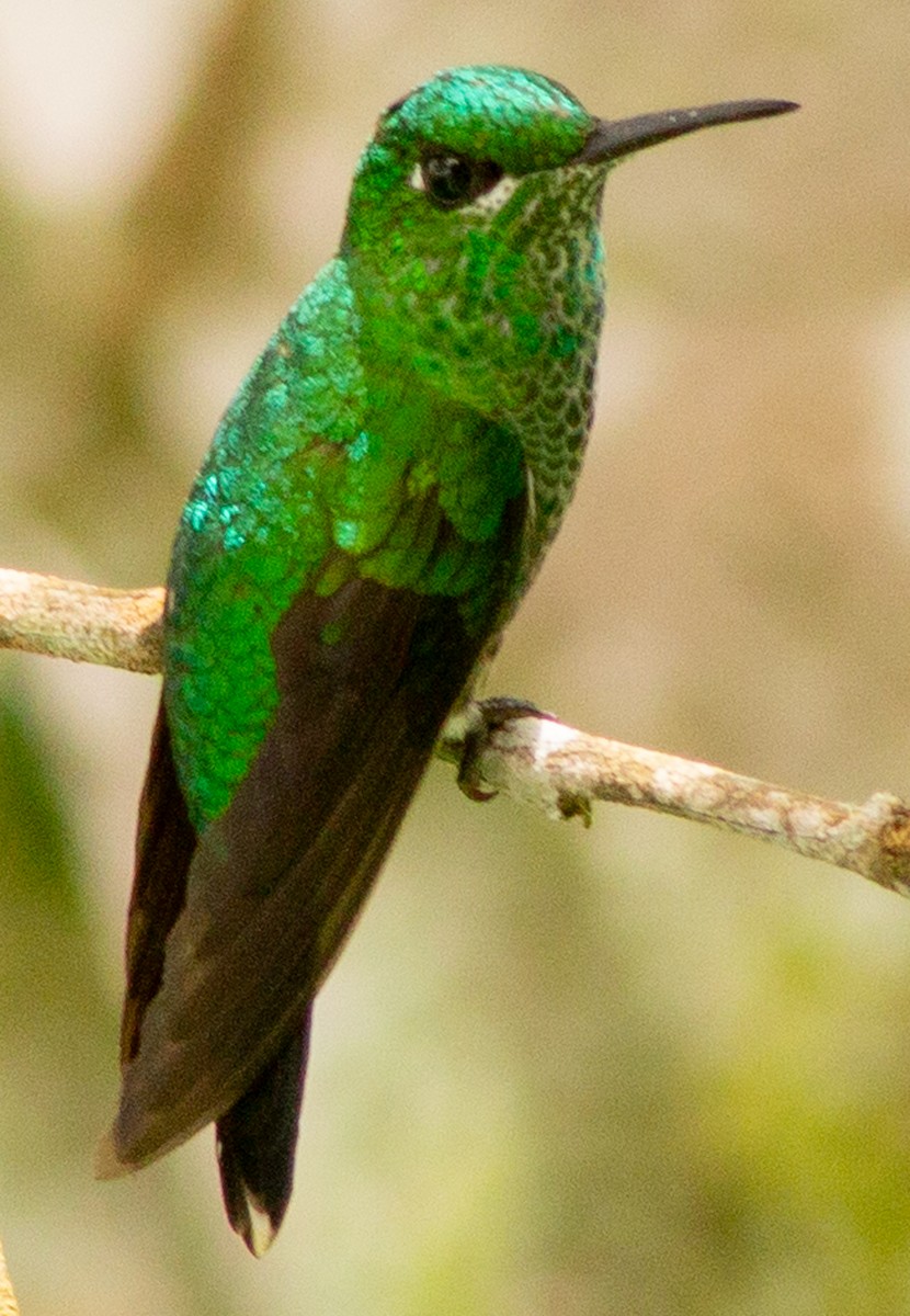 Green-crowned Brilliant - ML639082231