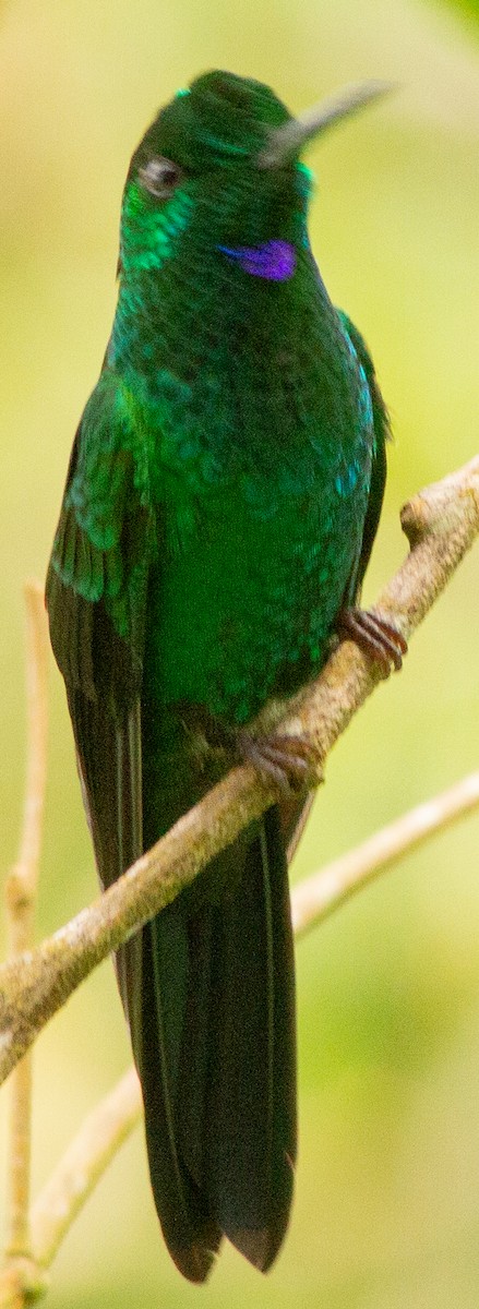 Green-crowned Brilliant - ML639082232