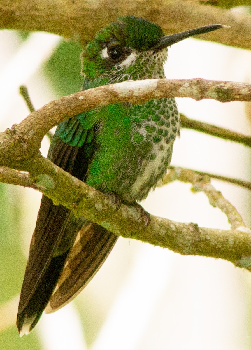 Green-crowned Brilliant - ML639082233