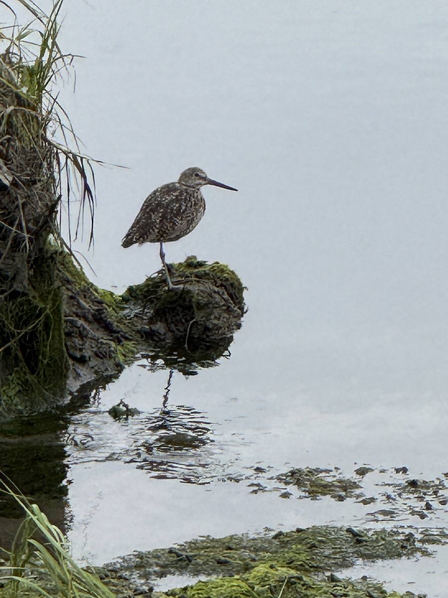 Willet - ML639082236