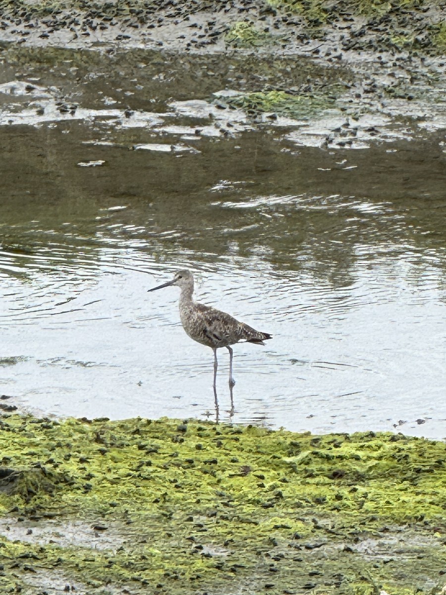 Willet - ML639082237