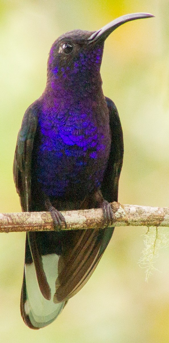 Violet Sabrewing - ML639082240