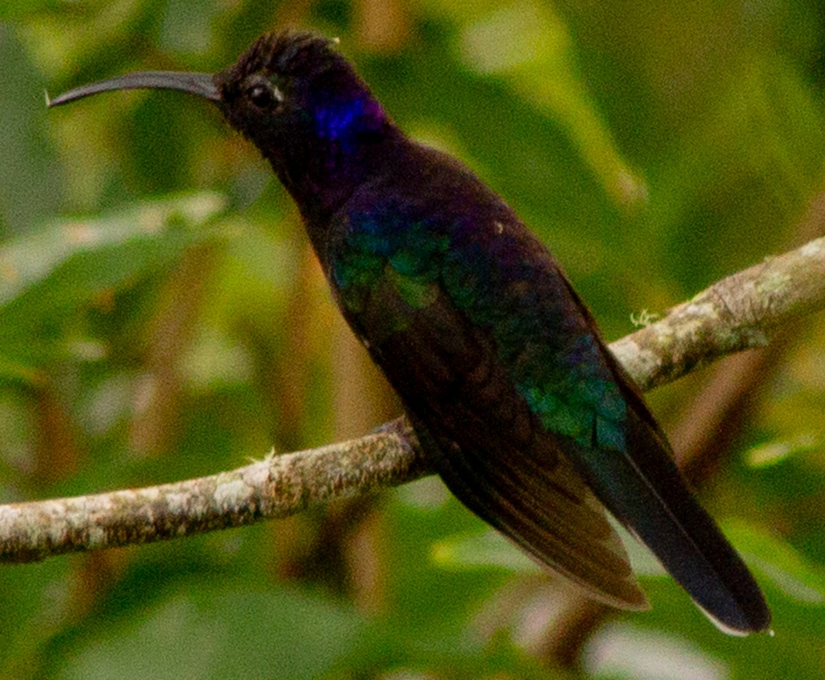 Violet Sabrewing - ML639082241