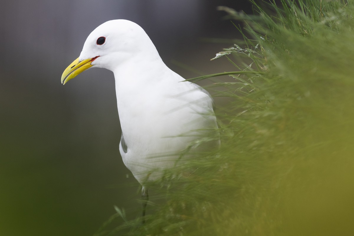 Black-legged Kittiwake - ML639082243