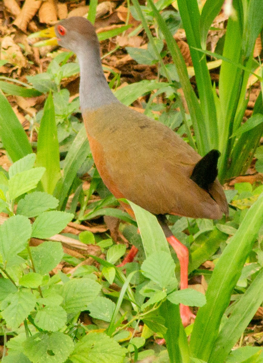 Gray-cowled Wood-Rail - ML639082244