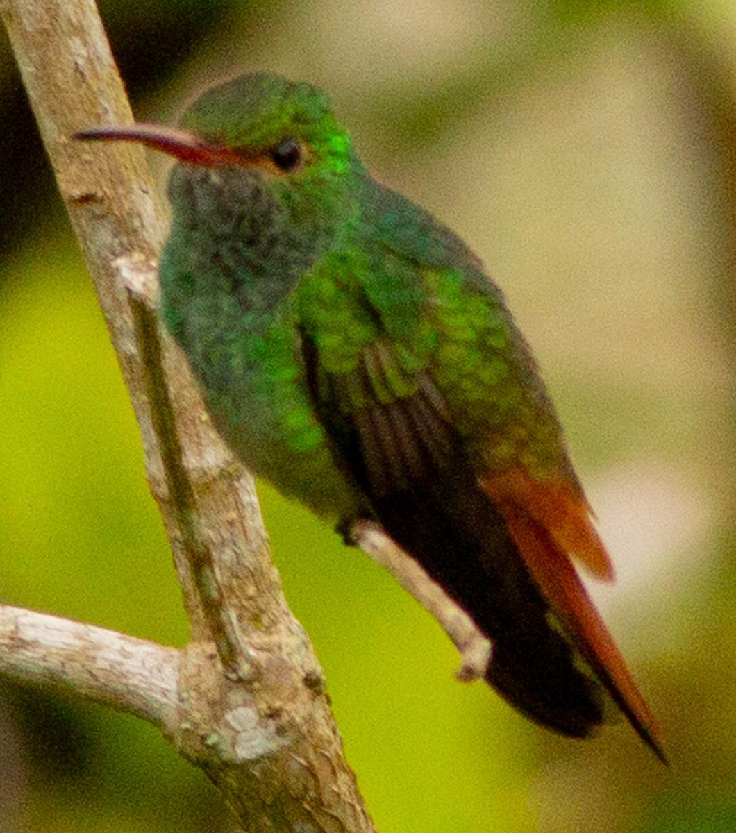 Rufous-tailed Hummingbird - ML639082246