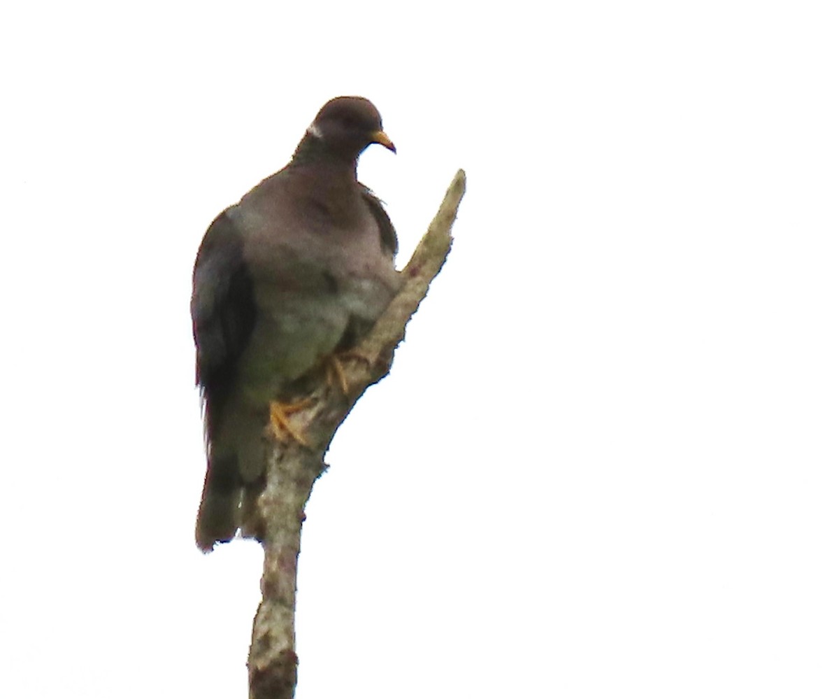 Band-tailed Pigeon - ML639082248