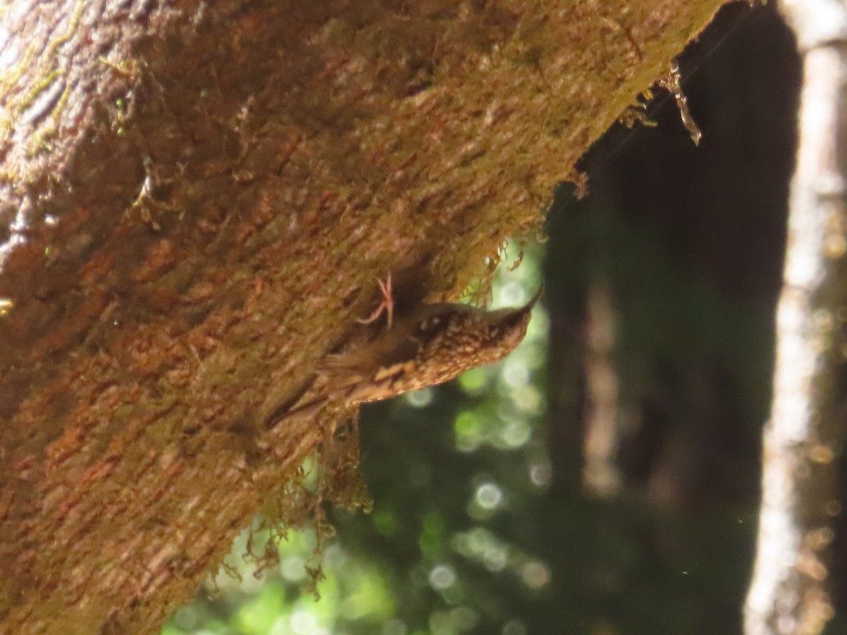 Brown Creeper - ML639082250