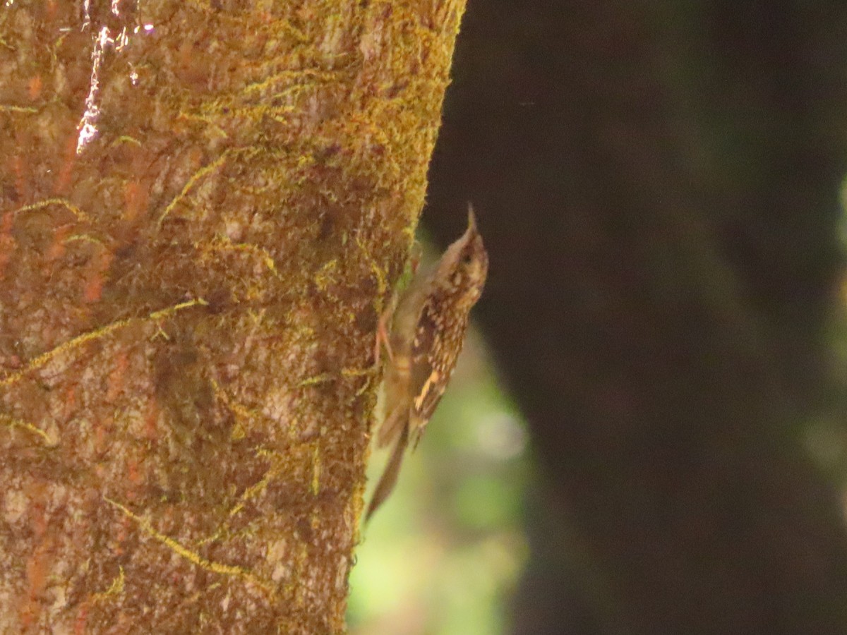 Brown Creeper - ML639082251
