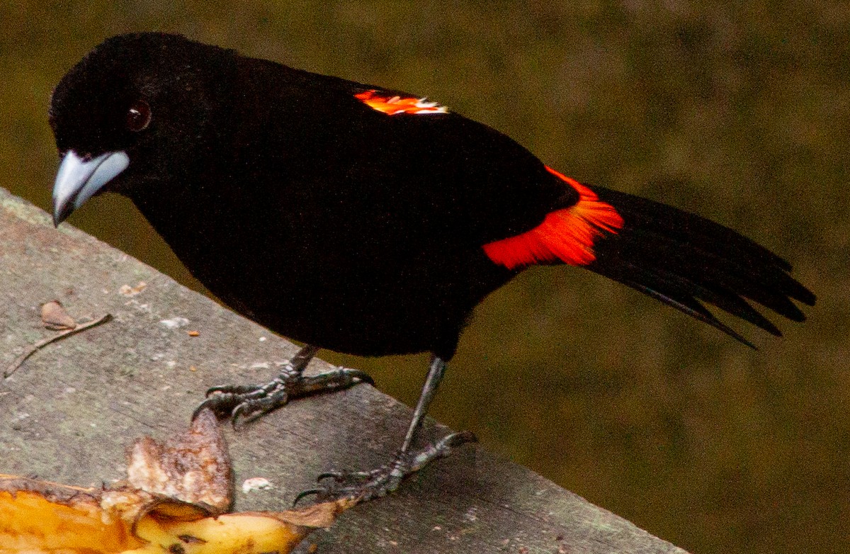 Scarlet-rumped Tanager - ML639082252