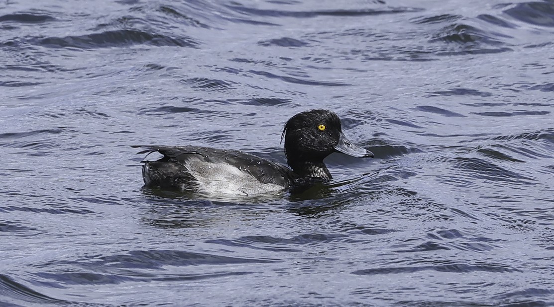 Tufted Duck - ML639082467