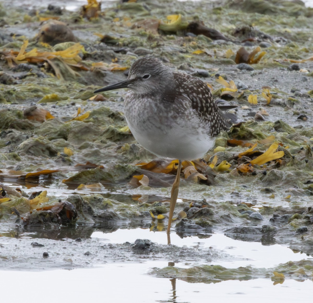 Lesser Yellowlegs - ML639082514