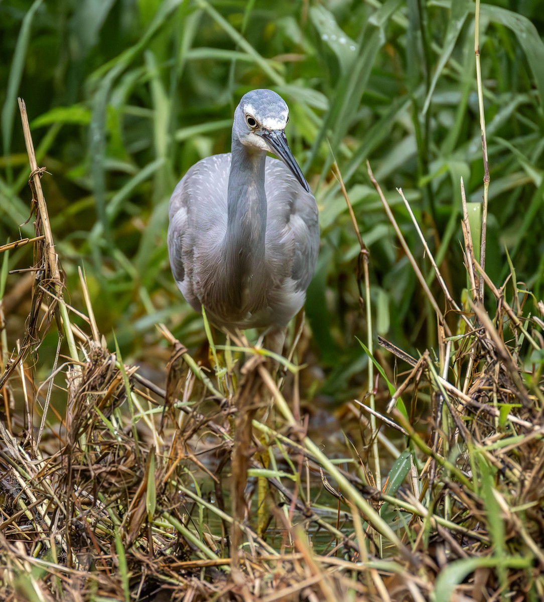 Weißwangenreiher - ML639082540