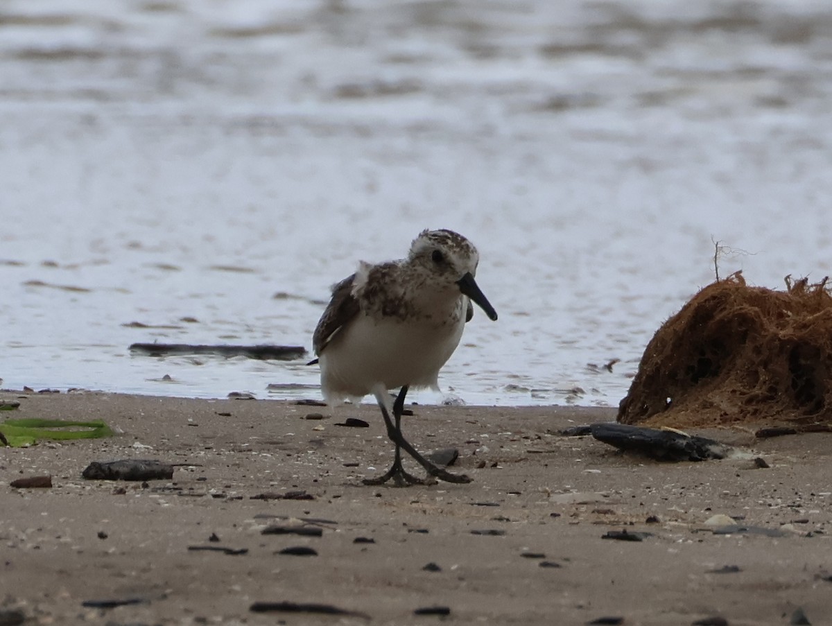 Sanderling - ML639082543