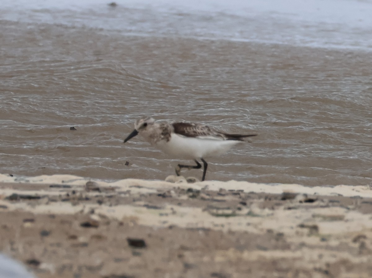 Sanderling - ML639082544