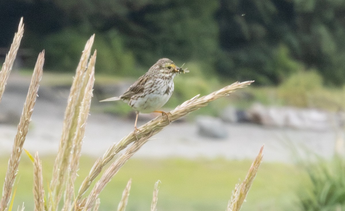 Savannah Sparrow - ML639082552