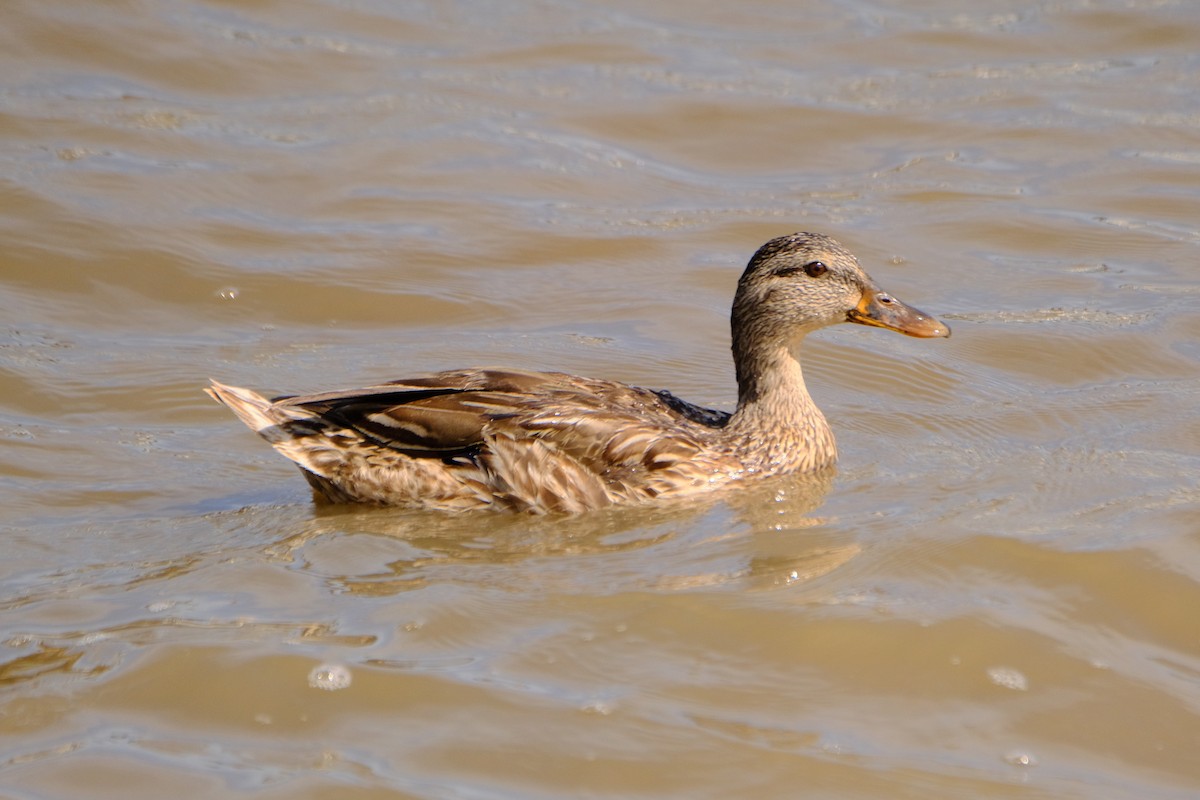 Stockente - ML639082556