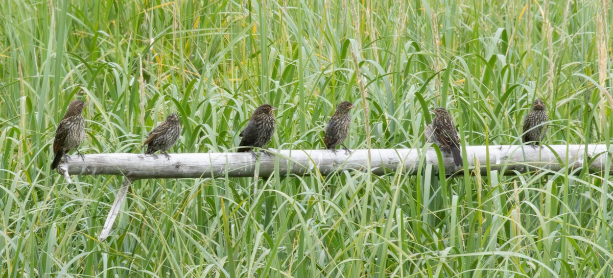 Red-winged Blackbird - ML639082563