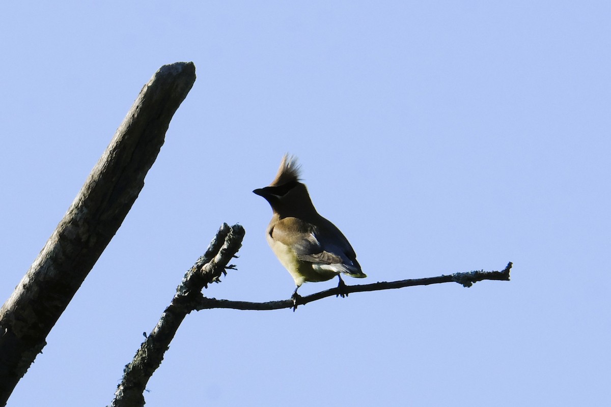 Zedernseidenschwanz - ML639082564