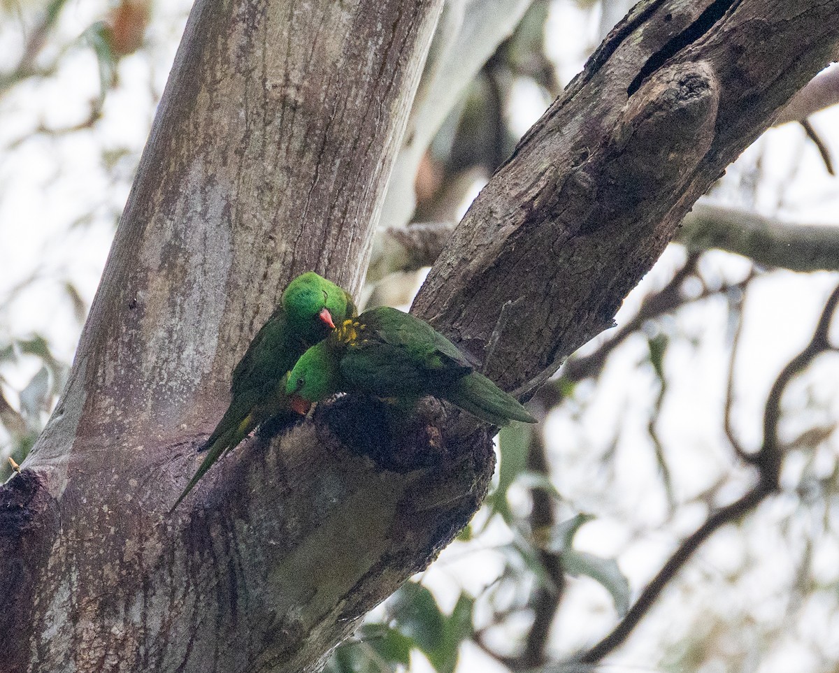 Scaly-breasted Lorikeet - ML639082566