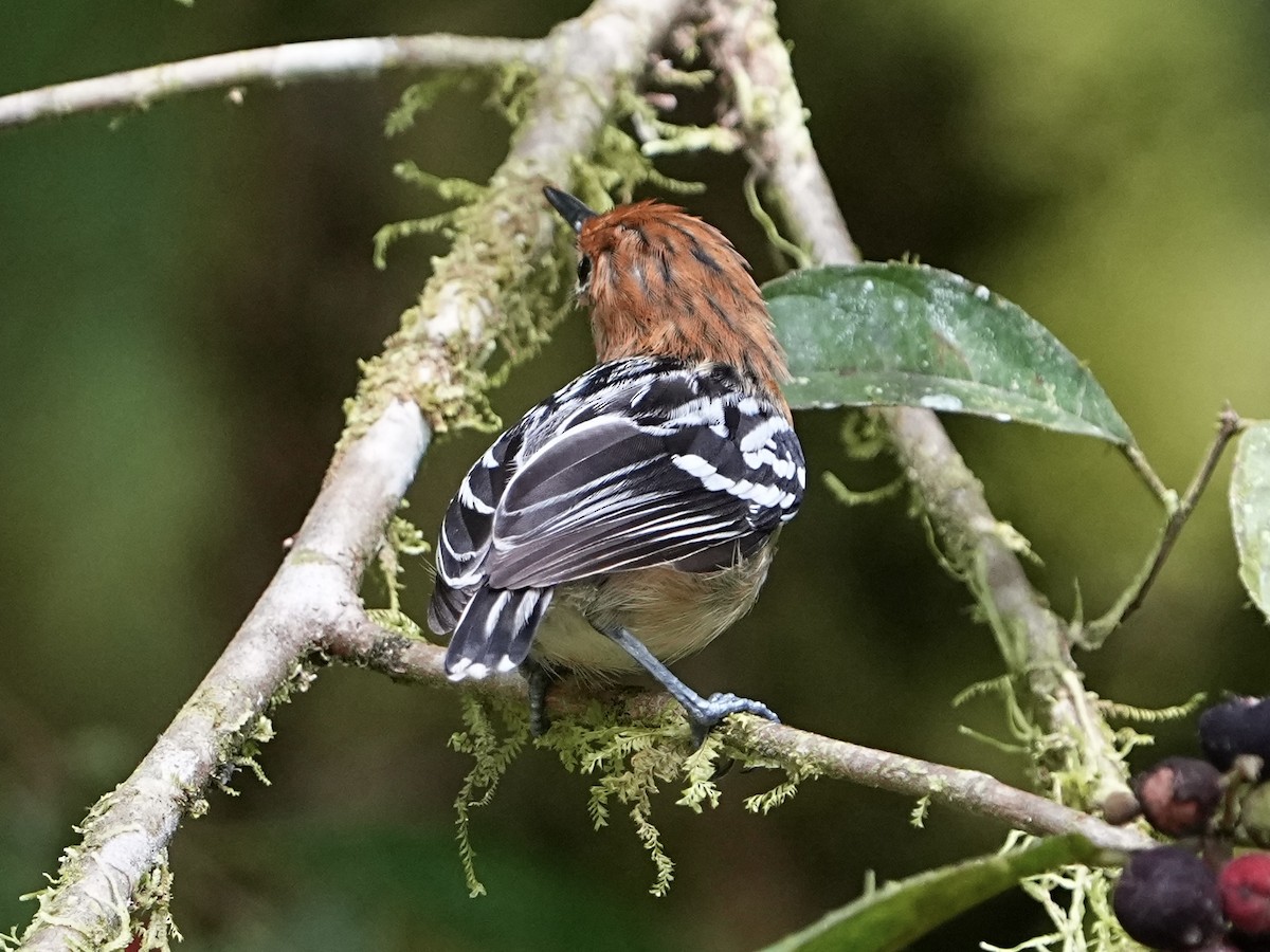 Pacific Antwren - ML639082568