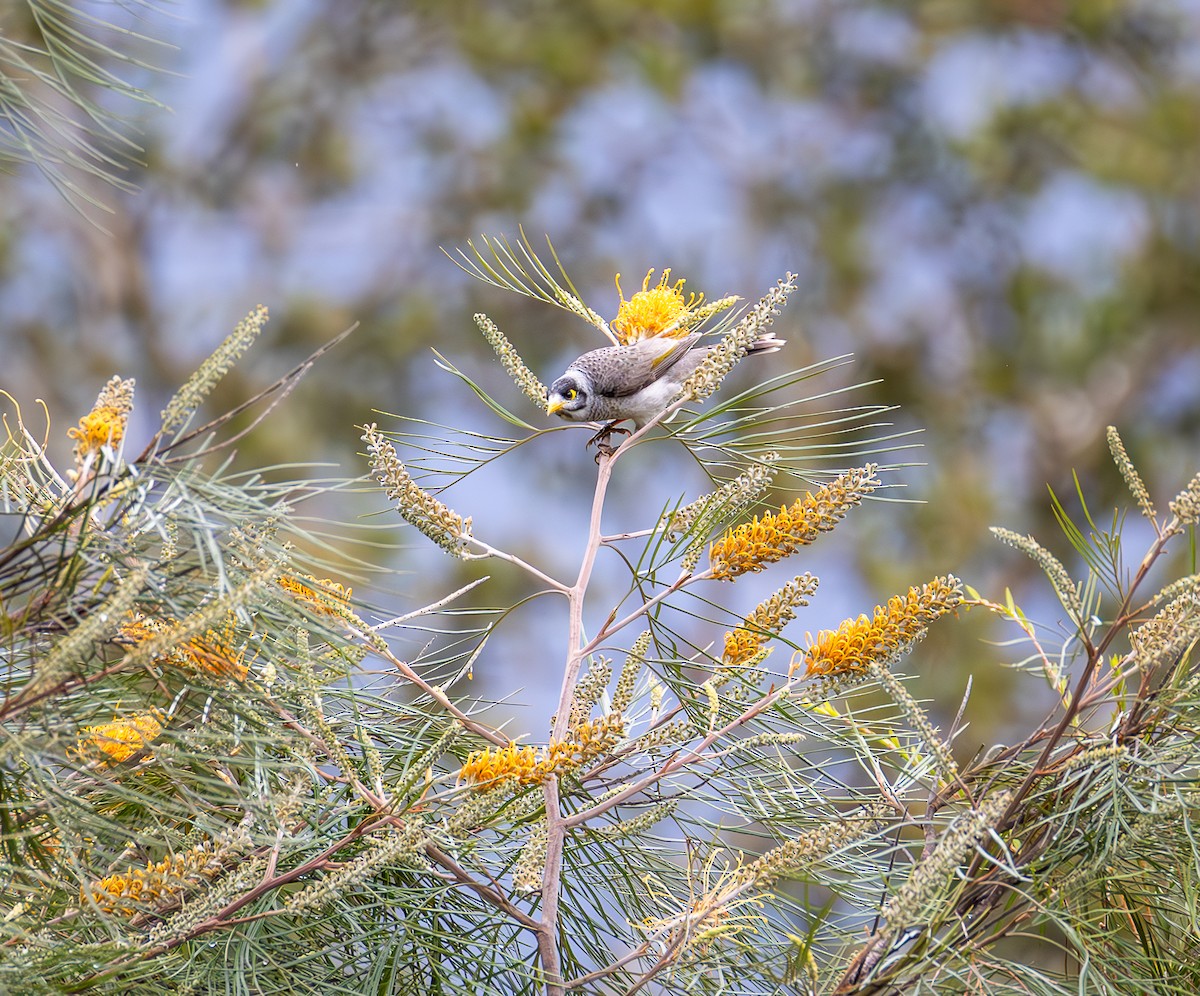 Noisy Miner - ML639082569