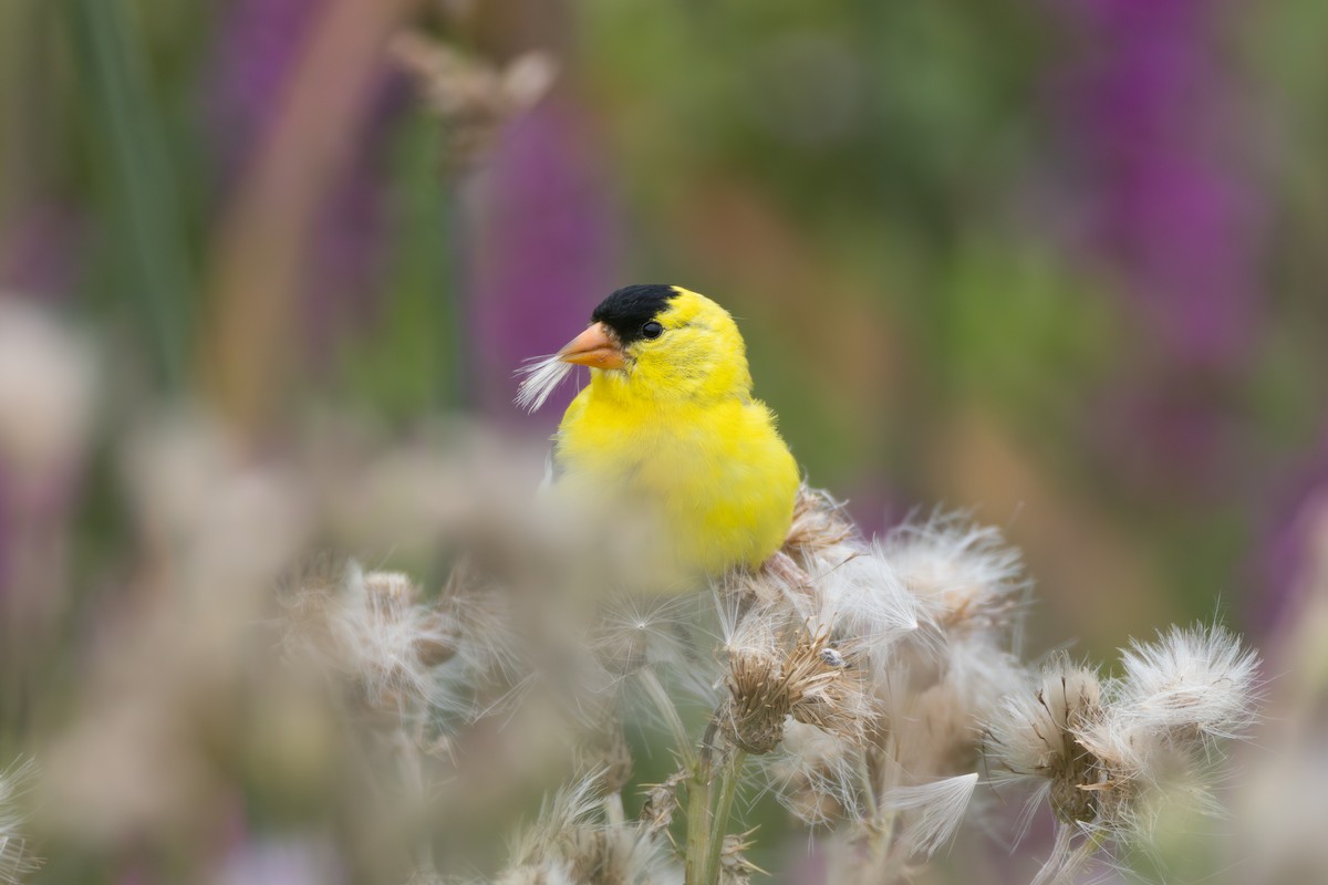 American Goldfinch - ML639082570