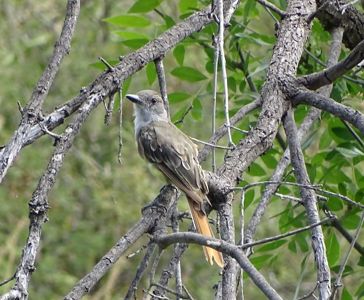 Brown-crested Flycatcher - ML639082571
