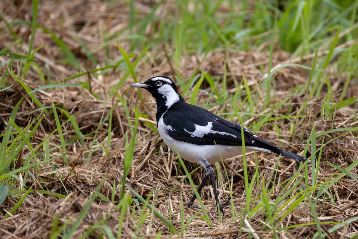 Magpie-lark - ML639082574