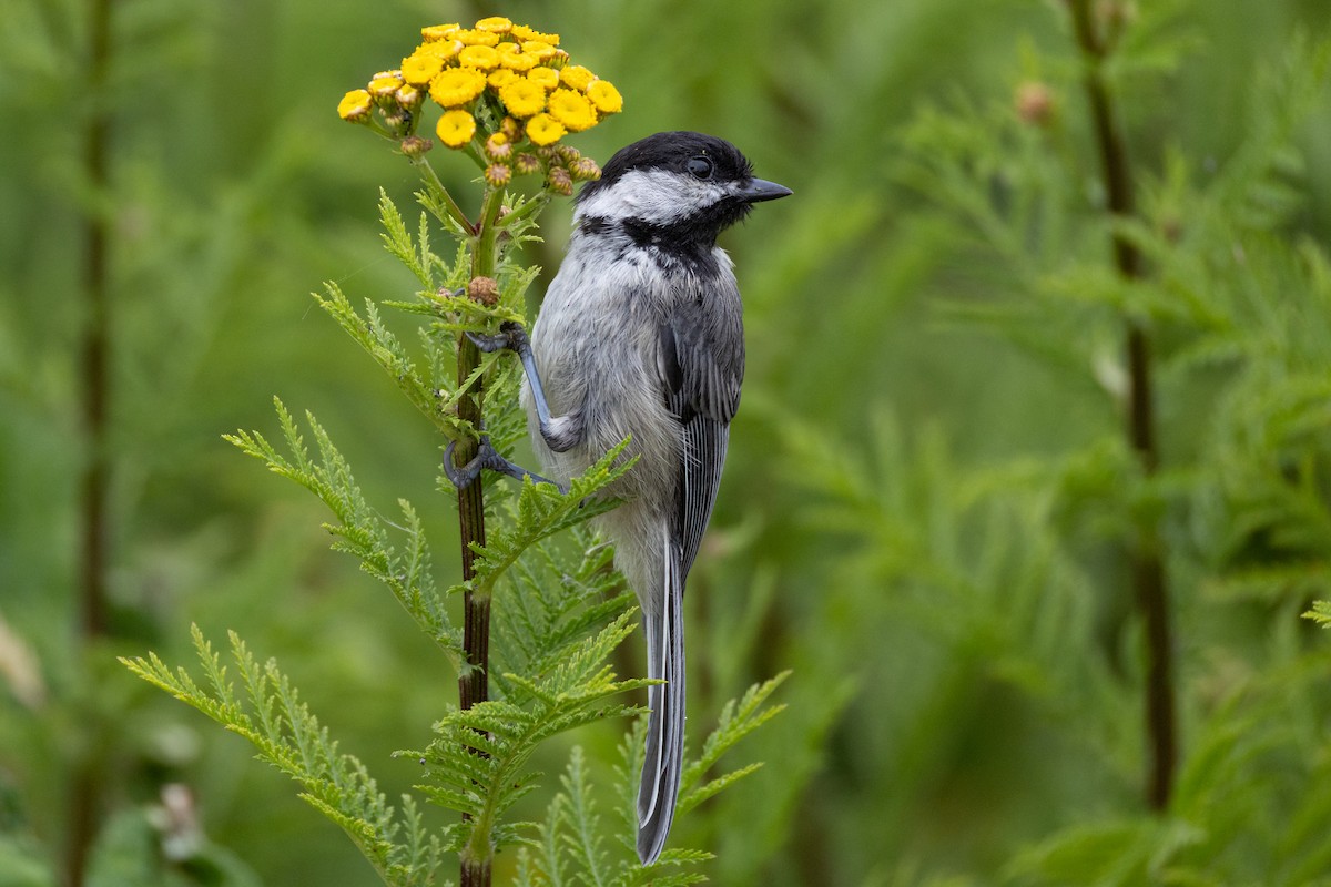 Black-capped Chickadee - ML639082575