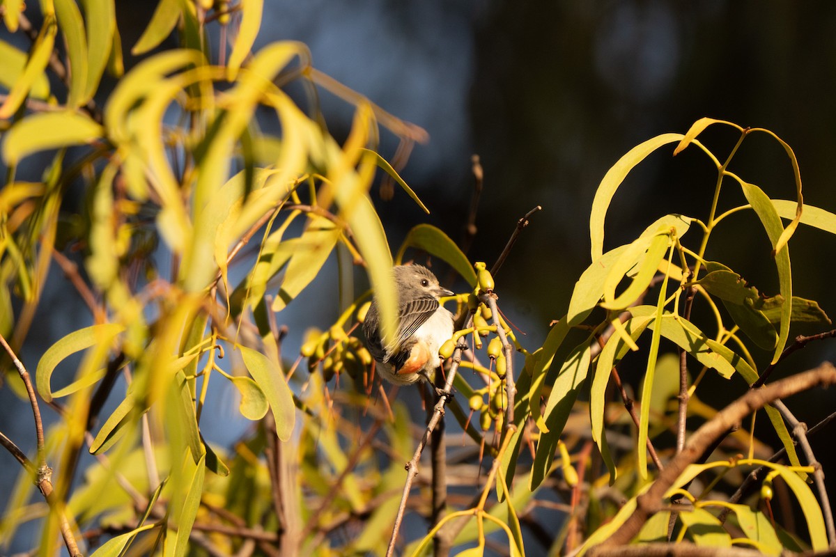Mistletoebird - ML639082576