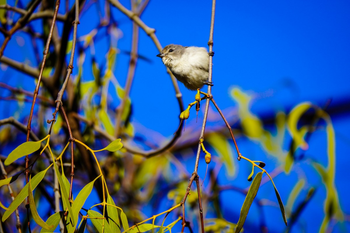 Mistletoebird - ML639082577