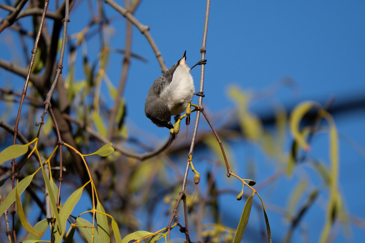 Mistletoebird - ML639082578