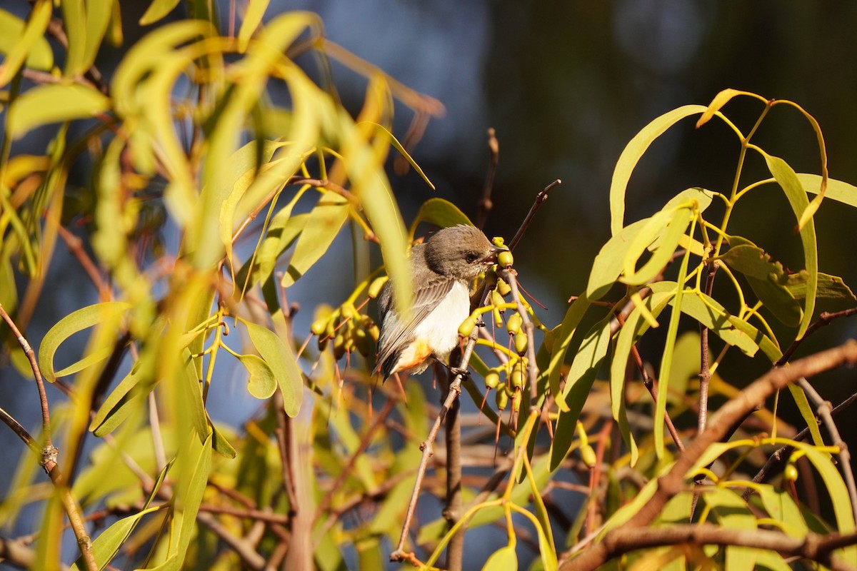 Mistletoebird - ML639082579
