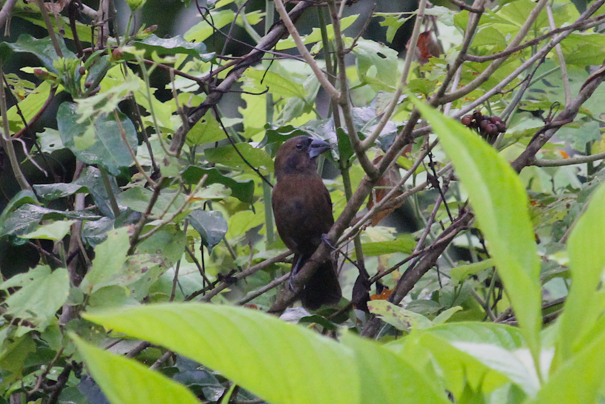 Blue-gray Tanager - ML639082585
