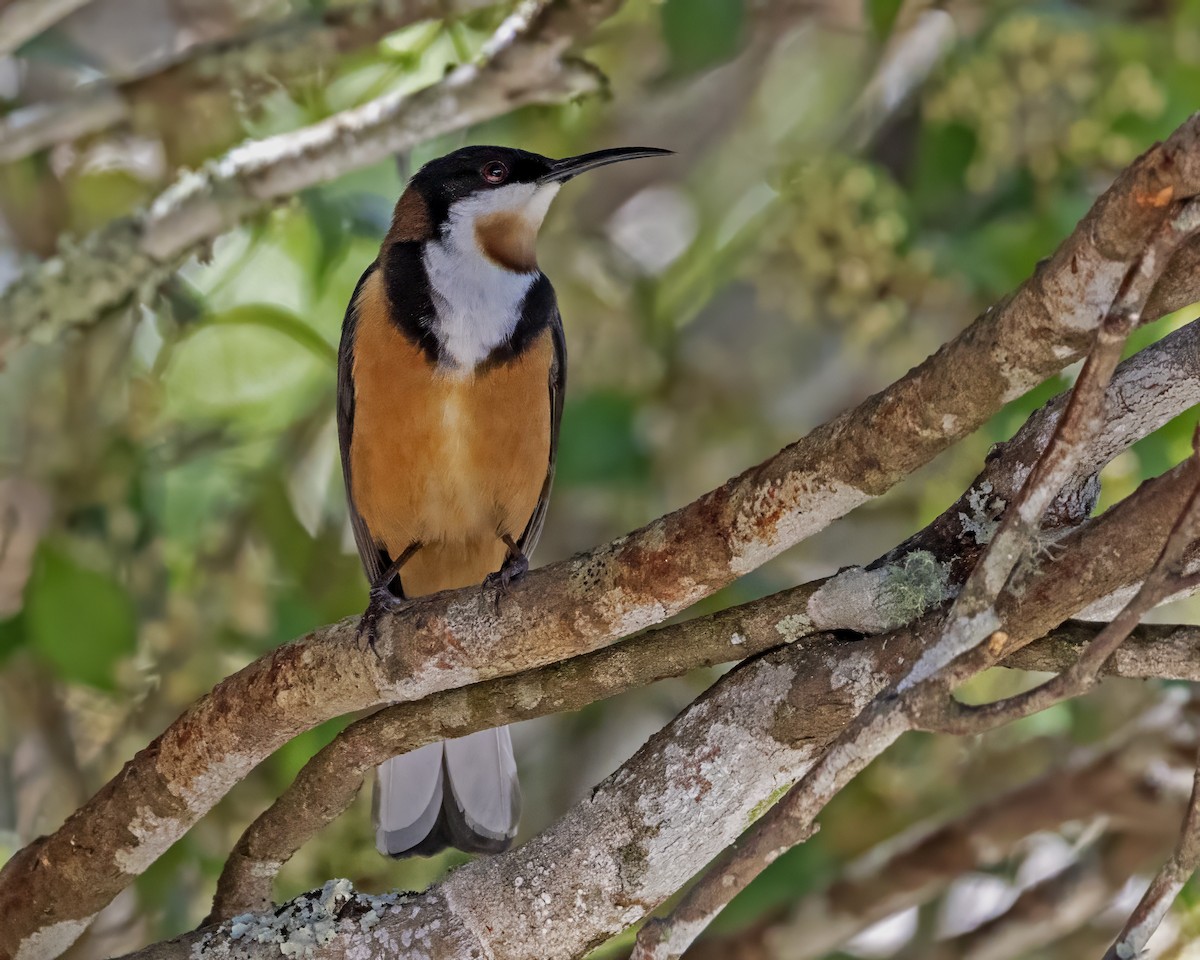 Eastern Spinebill - ML639082586