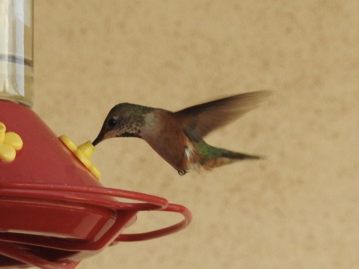 Broad-tailed Hummingbird - ML639082595