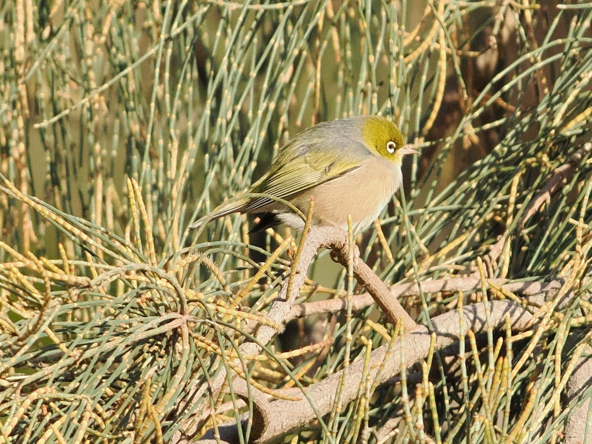 Silvereye - ML639082598