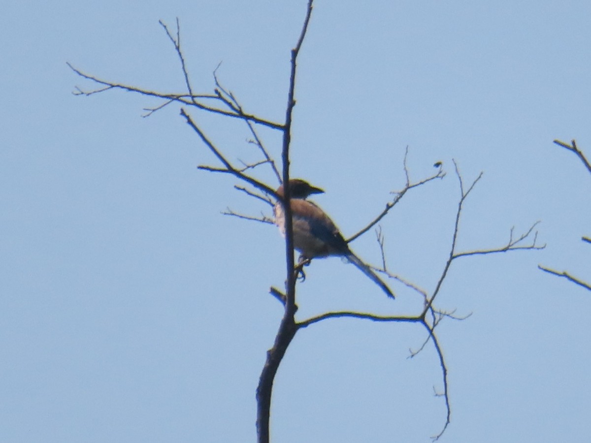 California Scrub-Jay - ML639082604