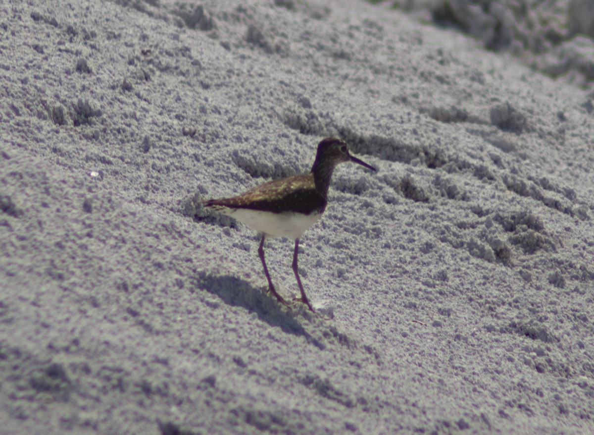 Solitary Sandpiper - ML639082636