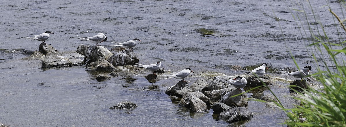 Common Tern - ML639082638