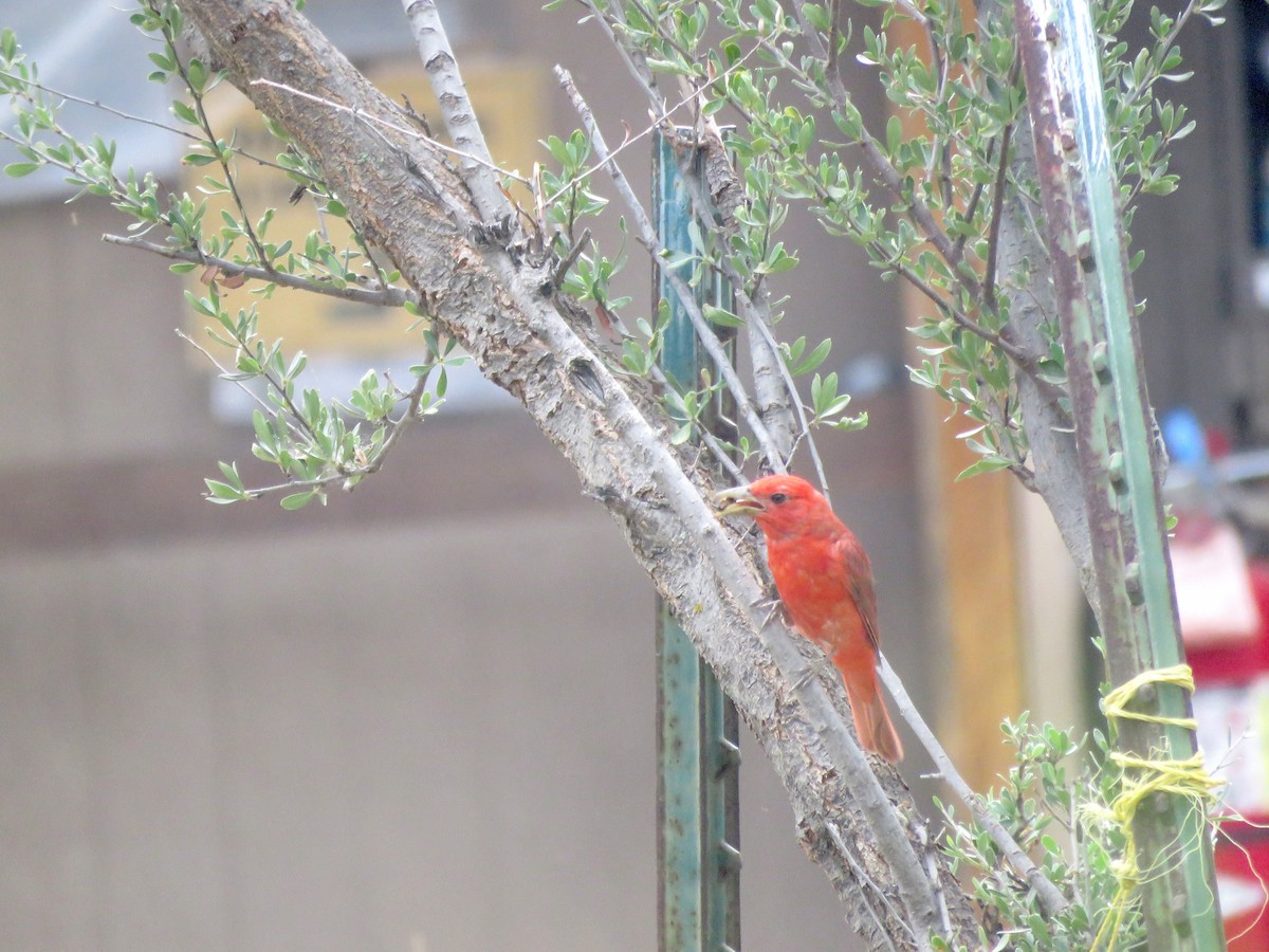 Summer Tanager - ML639082643