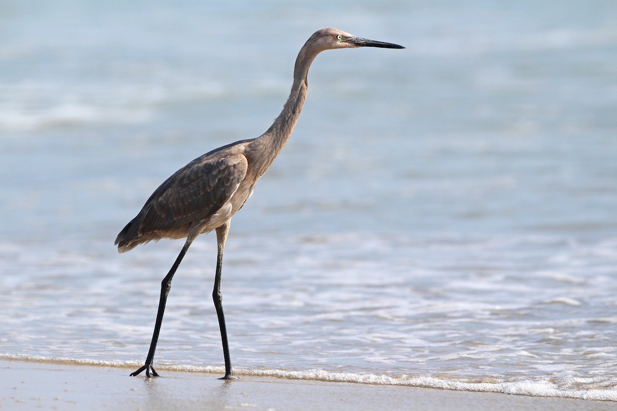 volavka červenavá - ML639082646