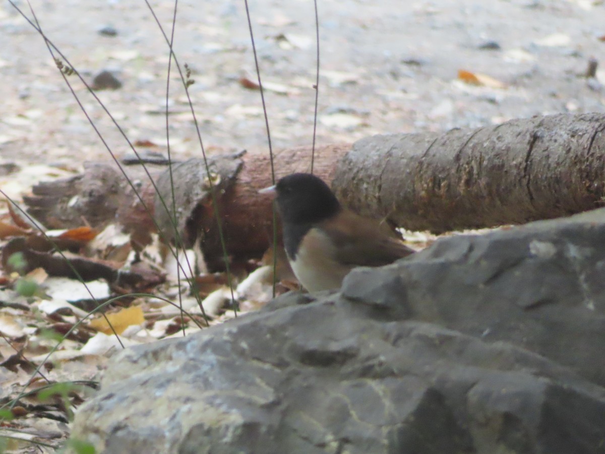 Dark-eyed Junco (Oregon) - ML639082647